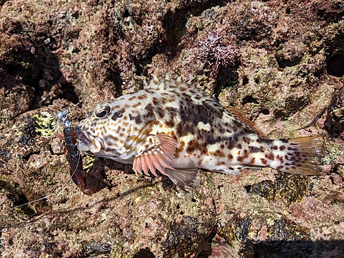 イソゴンベの釣果