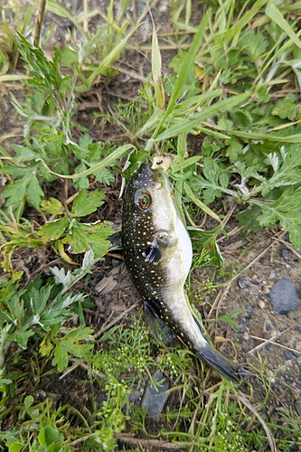 カワハギの釣果