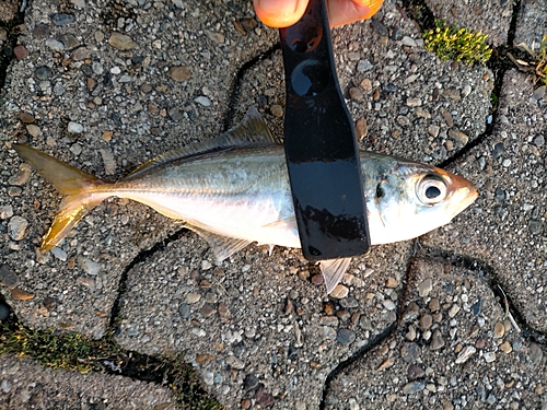 マアジの釣果