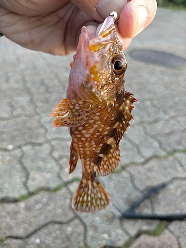 ガシラの釣果