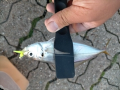 マアジの釣果
