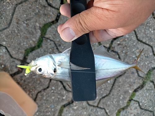 マアジの釣果