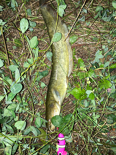 ナマズの釣果