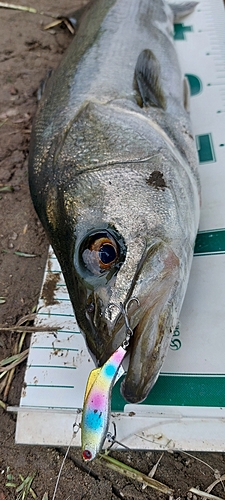 シーバスの釣果