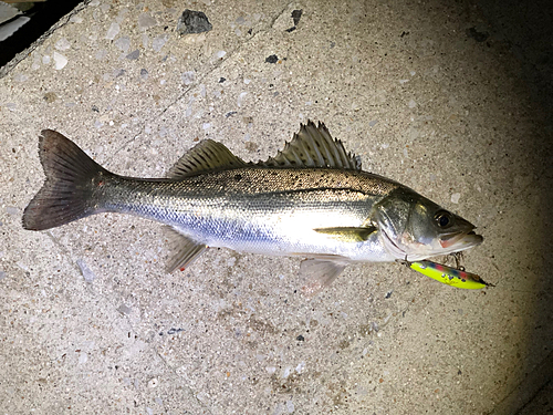 シーバスの釣果