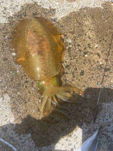 アオリイカの釣果