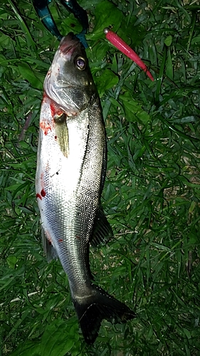 シーバスの釣果