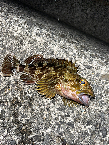 カサゴの釣果