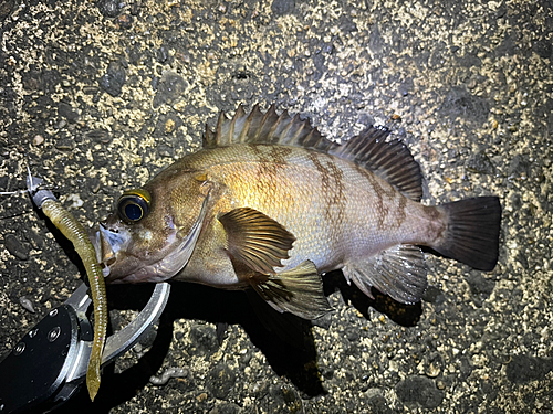 メバルの釣果