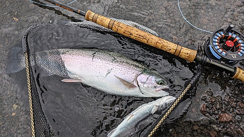 ニジマスの釣果