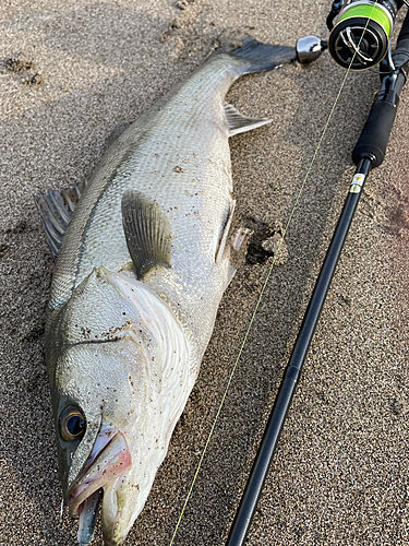 スズキの釣果