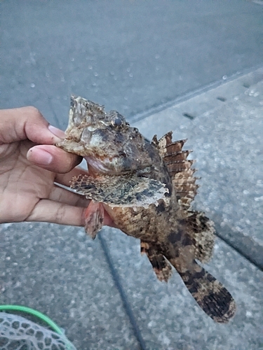 オニカサゴの釣果