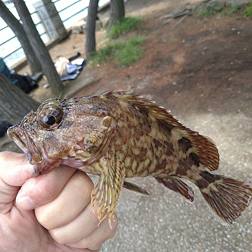 カサゴの釣果