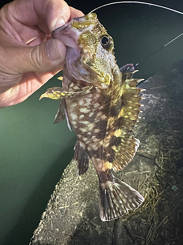 ガシラの釣果