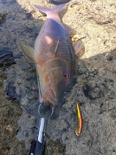 マルクチヒメジの釣果