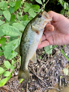 ラージマウスバスの釣果