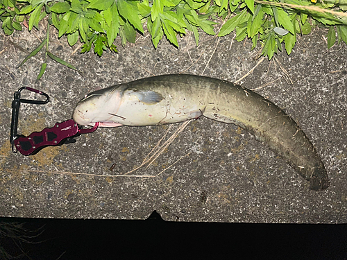 ナマズの釣果