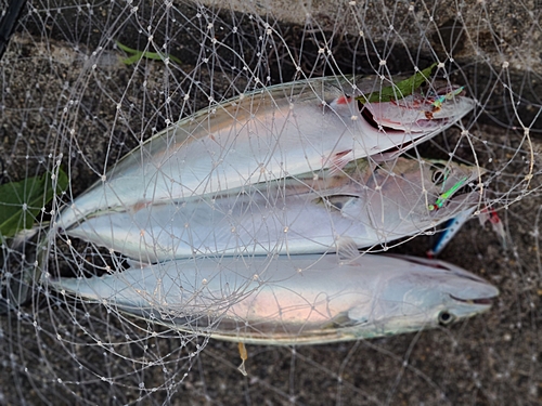 ハガツオの釣果