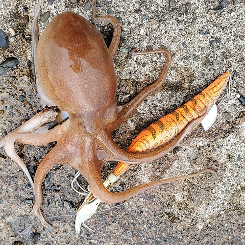 タコの釣果