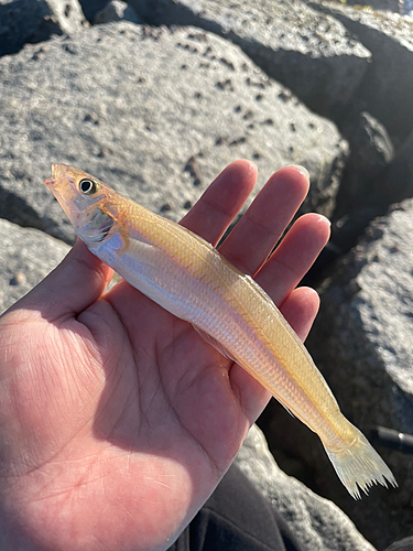 キスの釣果