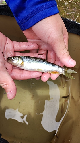 オイカワの釣果