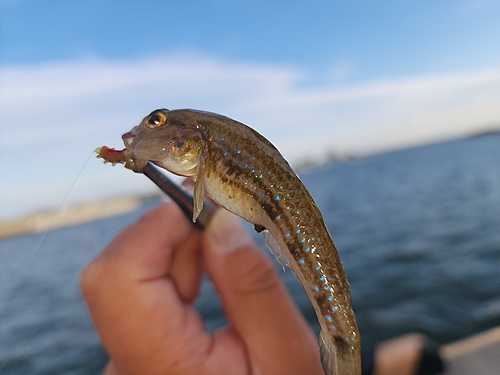 ハゼの釣果