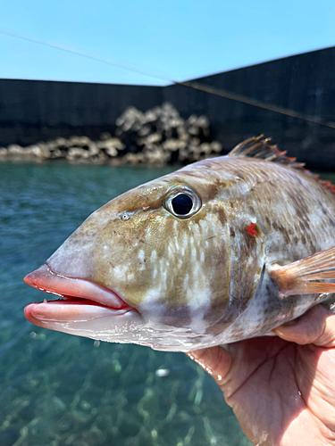 ホオアカクチビの釣果