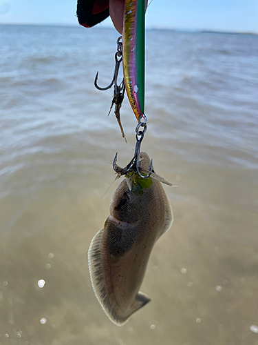 シタビラメの釣果