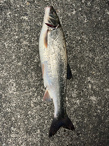 ウグイの釣果