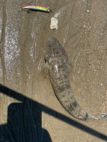 マゴチの釣果