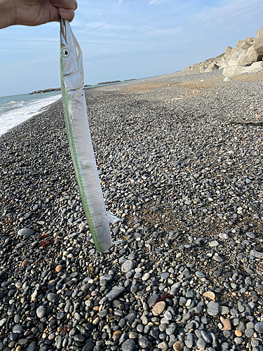 ダツの釣果