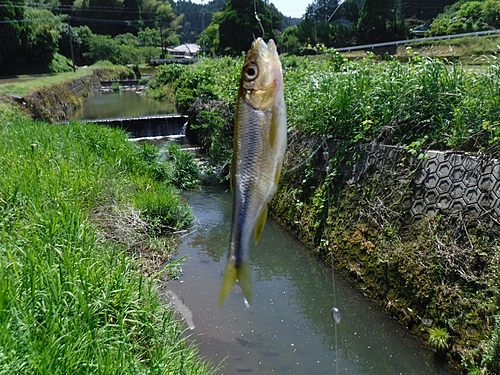 カワムツの釣果