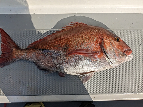 マダイの釣果