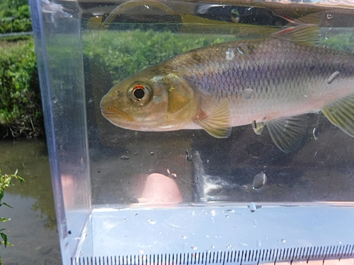 カワムツの釣果