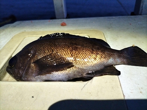 メバルの釣果