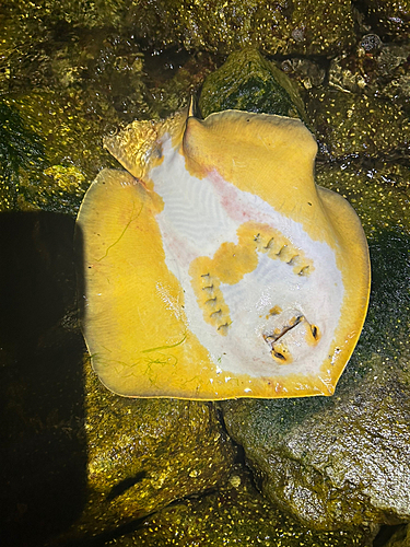 アカエイの釣果