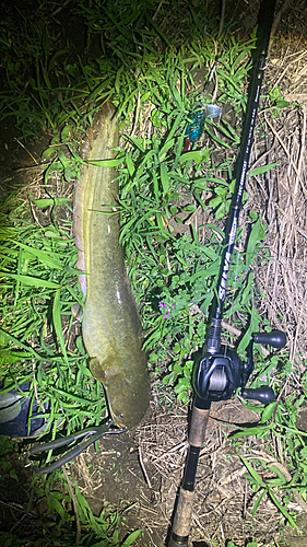 マナマズの釣果