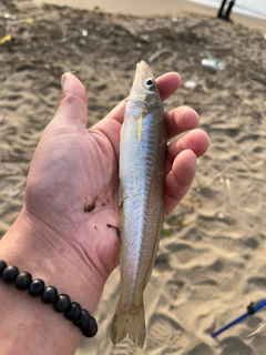 シロギスの釣果