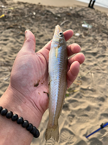 シロギスの釣果