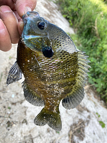 ブルーギルの釣果