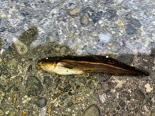 ゴンズイの釣果