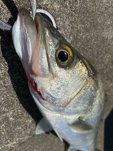 スズキの釣果