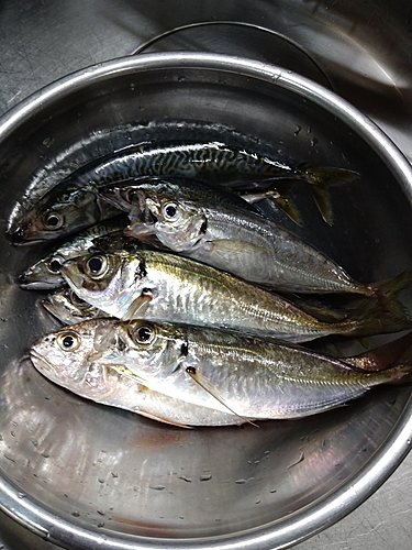 アジの釣果