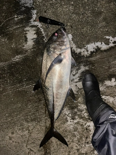 ギンガメアジの釣果