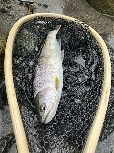 ヤマメの釣果