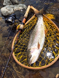 ニジマスの釣果