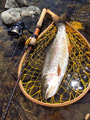 ニジマスの釣果