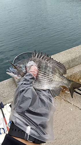 チヌの釣果