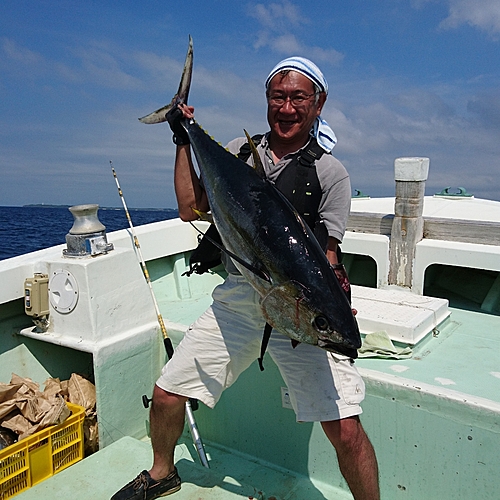 キハダマグロの釣果