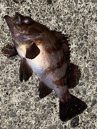 メバルの釣果